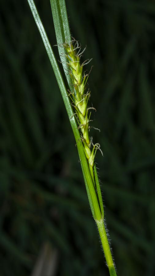 Carex in ambiente umido